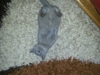 20130112 200959  Błyskotka