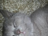 20130112 201227  Błyskotka