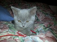 20130115 231221  Błyskotka