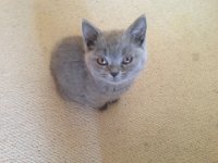 20130116 Molly  Błyskotka