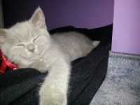 20130116 135430  Błyskotka