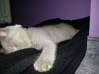 20130116 135433  Błyskotka