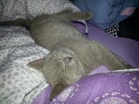 20130117 121146  Blue Cat