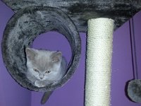 20130121 202656  Błyskotka