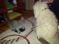 20130307 153018  Black Jack