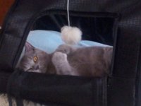 20130404 121925  BLack Jack