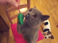 20140212 Tosia poluje  Bocja