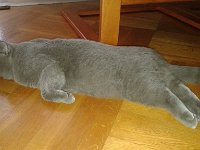 635524597847403177  Figaro