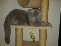 635524598129873492  Figaro