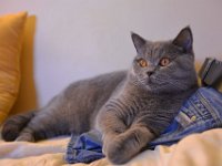 DSC 0044  Black Jack