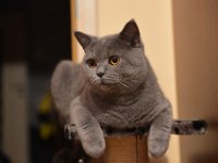 DSC 0071  Black Jack