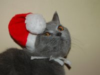 blackjack  Black Jack