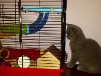 dla p. Marty 1  Gwiazdeczka