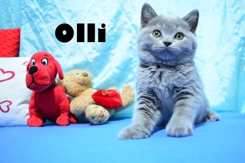 OLLI