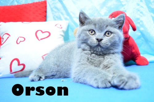 ORSON